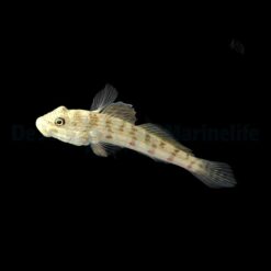 Valenciennea longipinnis | All sizes