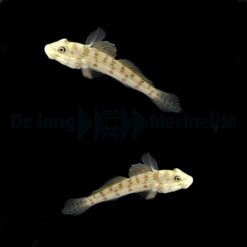 Valenciennea longipinnis (pair) | All sizes