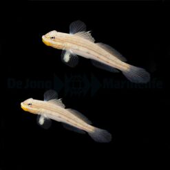 Valenciennea muralis (pair) | All sizes