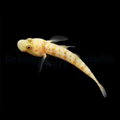 Valenciennea puellaris | All sizes