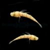 Valenciennea puellaris (pair) | All sizes