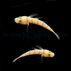 Valenciennea puellaris (pair) | All sizes