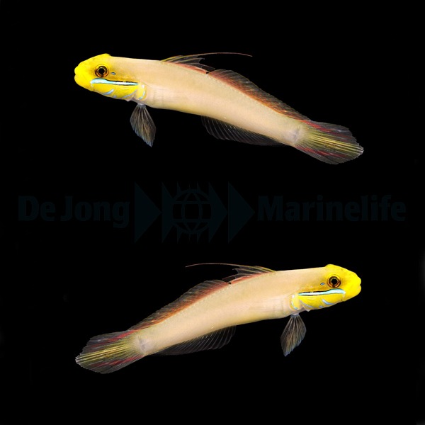 Valenciennea strigata (pair) | All sizes