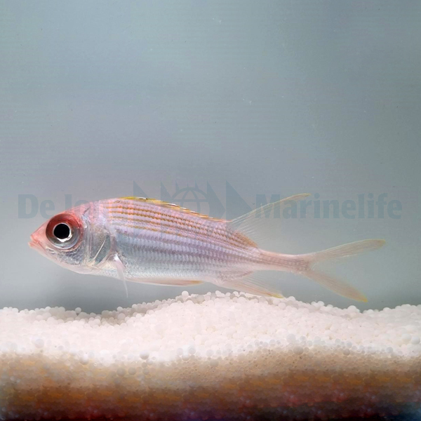 Holocentrus rufus | S/M