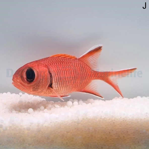 Myripristis berndti | L