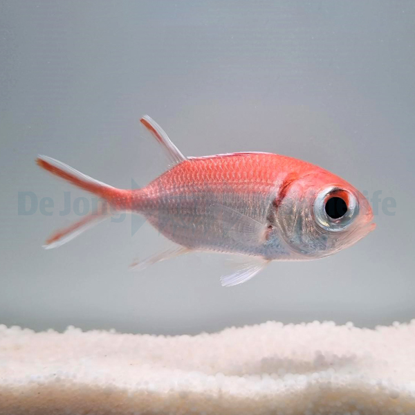 Myripristis jacobus | S