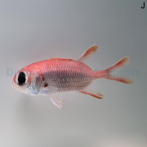 Myripristis kuntee | S