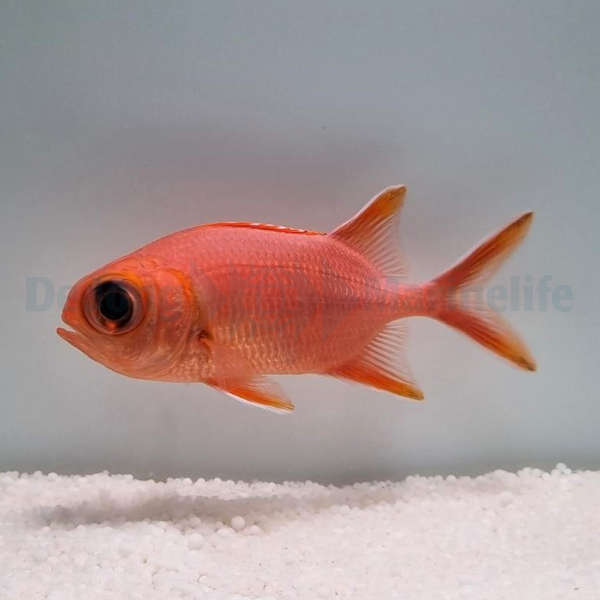 Myripristis vittata | S