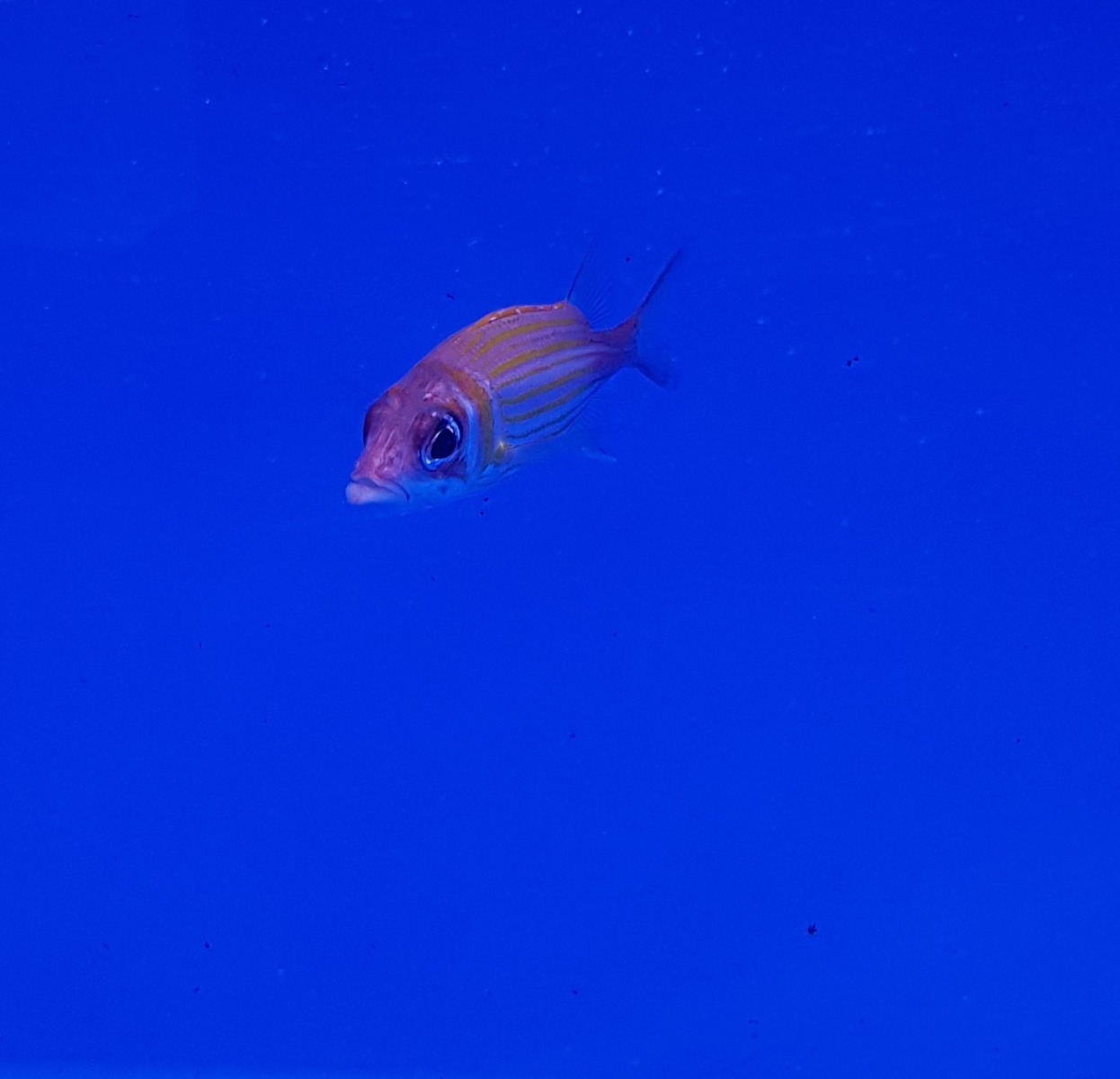 Neoniphon marianus | L