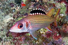 Neoniphon opercularis | M