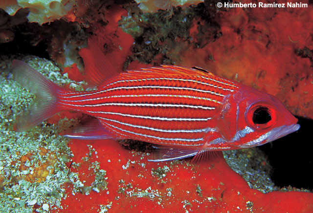 Sargocentron bullisi | L