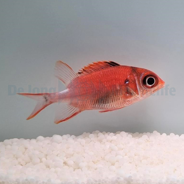 Sargocentron caudimaculatum | M