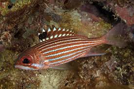 Sargocentron coruscum | L