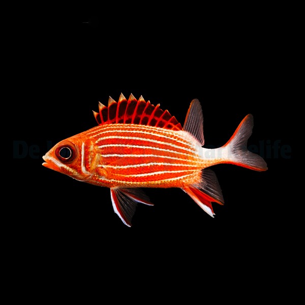 Sargocentron diadema | L