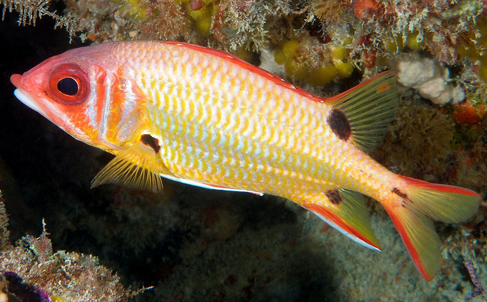 Sargocentron melanospilos | S