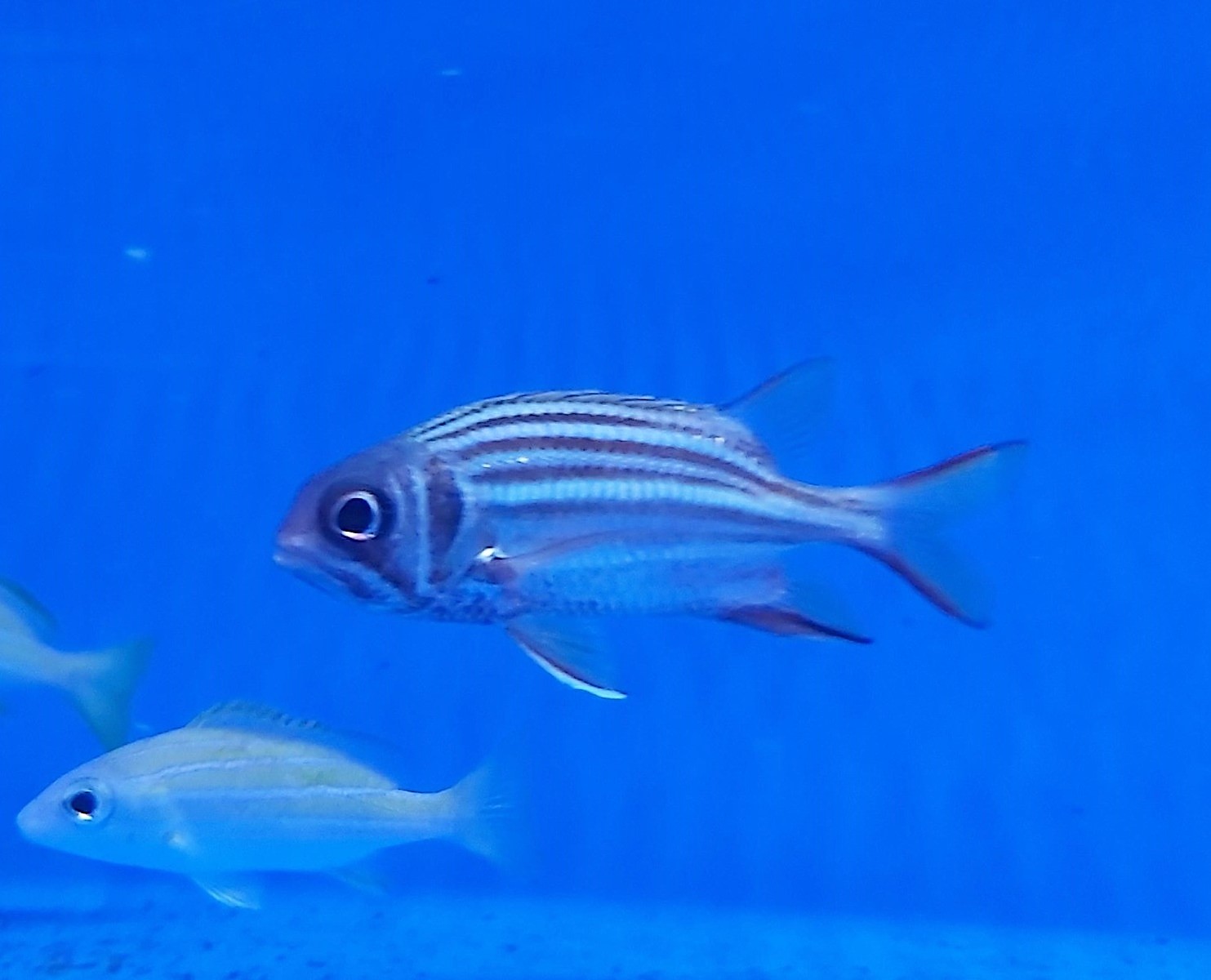 Sargocentron praslin | M