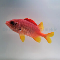 Sargocentron spiniferum | M