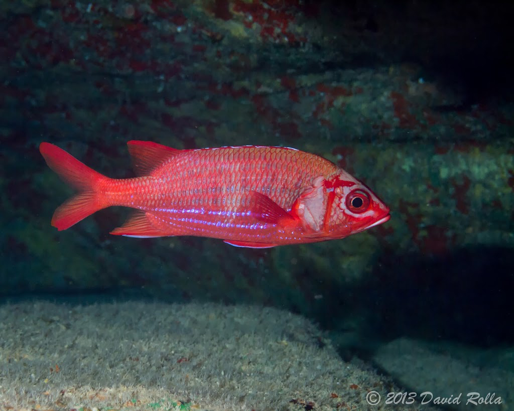 Sargocentron tiere | S