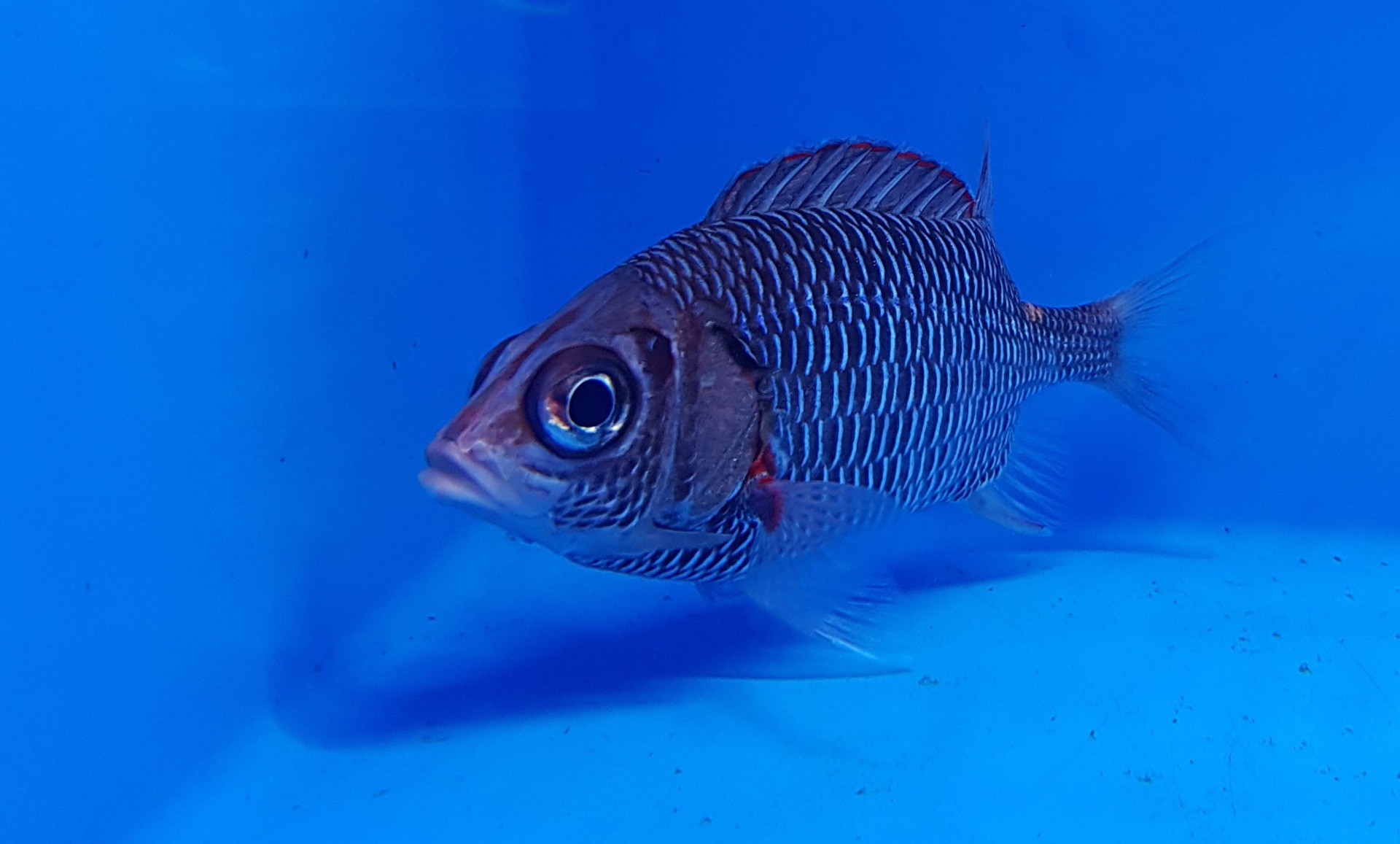 Sargocentron violaceum | L