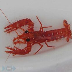 Enoplometopus occidentalis | All sizes