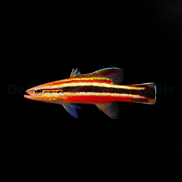 Liopropoma fasciatum | All sizes