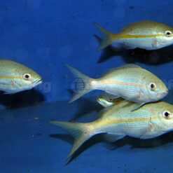 Ocyurus chrysurus | XL