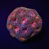 Acanthastrea echinata (Premium) | T