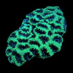 Acanthastrea lordhowensis (Green) | T
