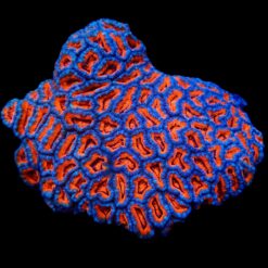 Acanthastrea lordhowensis (Premium) | T