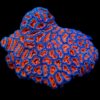 Acanthastrea lordhowensis (Premium) | XXXL