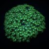 Alveopora spp. (Green) | T