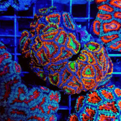 Acanthastrea lordhowensis (Ultra) | T