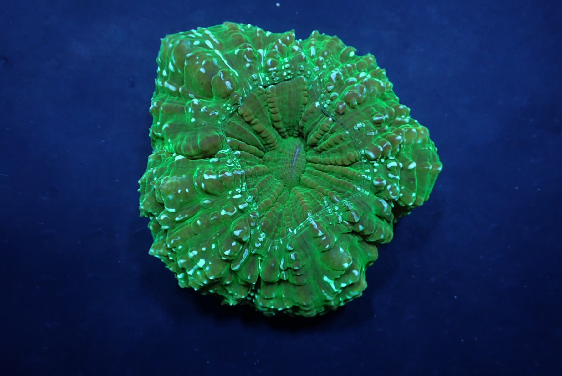 Acanthophyllia deshayesiana (Green) (Ultra) | S