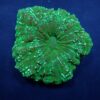 Acanthophyllia deshayesiana (Green) (Ultra) | XL