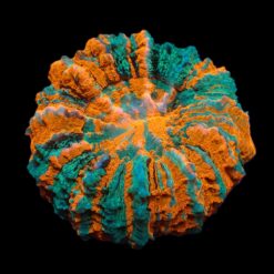 Acanthophyllia deshayesiana (Ultra) | XL