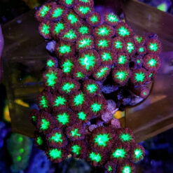 Blastomussa merletti | T