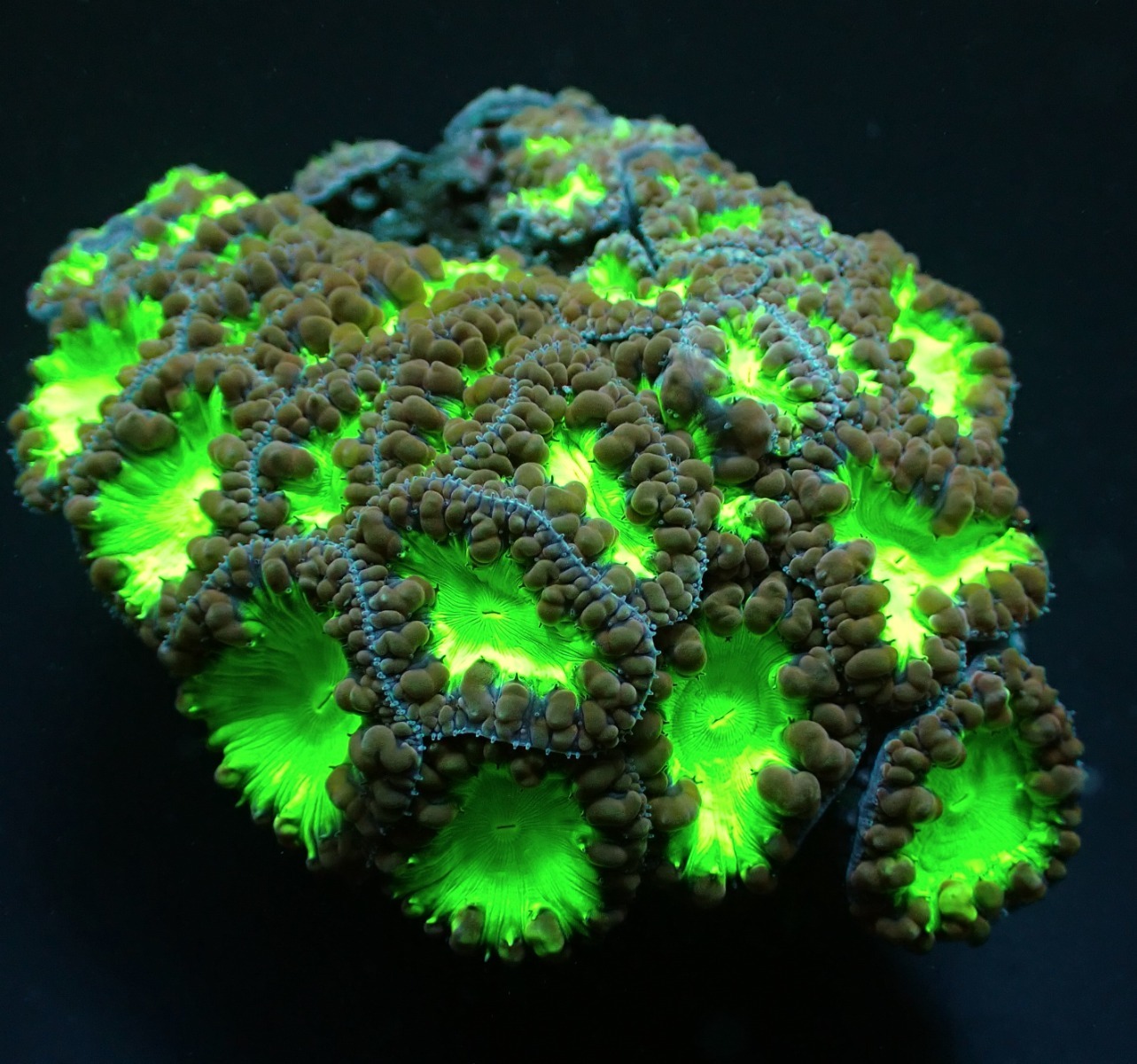 Blastomussa wellsi (Green) (6-7 hds) | M