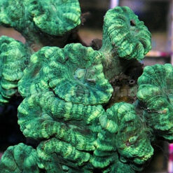 Caulastrea curvata  (Green) | S