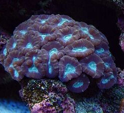 Caulastrea echinulata | T