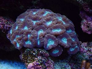 Caulastrea echinulata | T