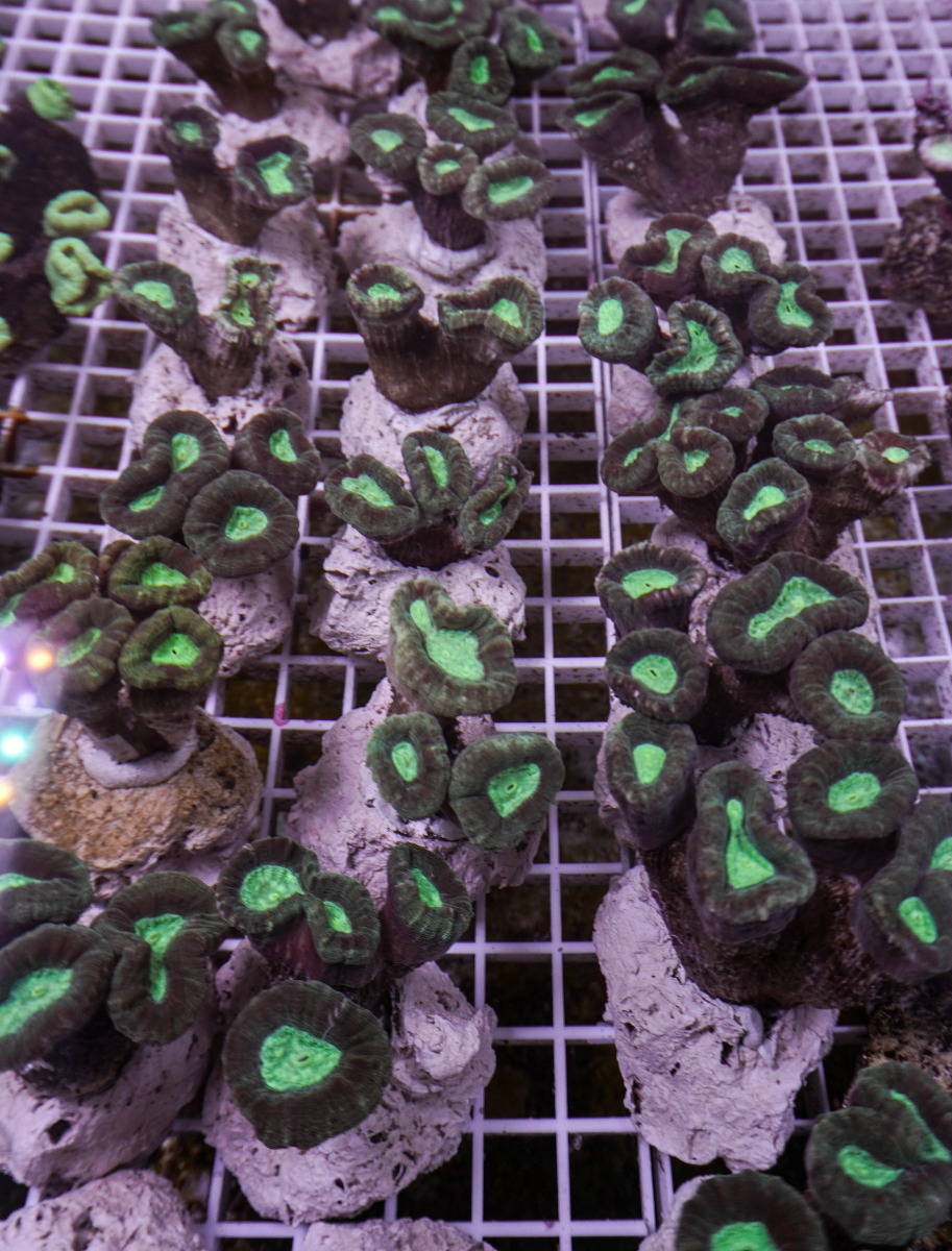 Caulastrea furcata | T