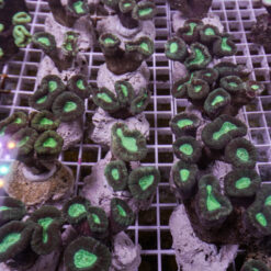 Caulastrea furcata | L