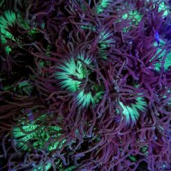 Catalaphyllia jardinei | XL