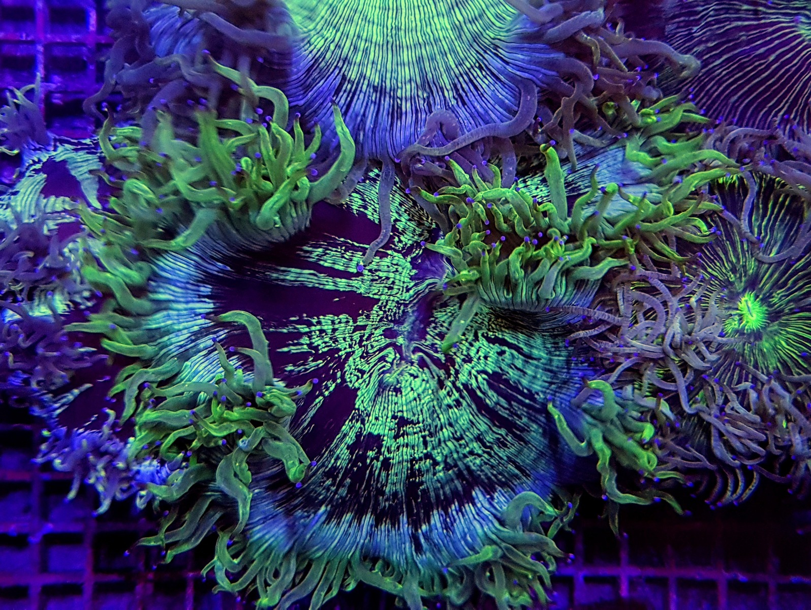 Catalaphyllia jardinei (Premium) | S