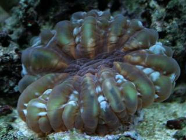 Cynarina lacrymalis | L