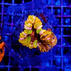 Cynarina lacrymalis (Rainbow) (Ultra) | M