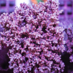 Cyphastrea decadia | T