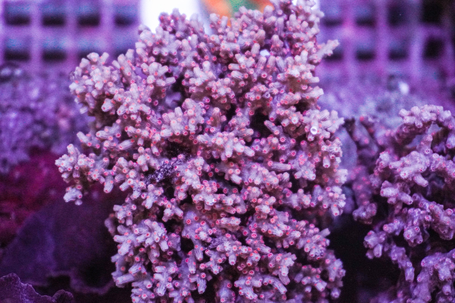 Cyphastrea decadia | S