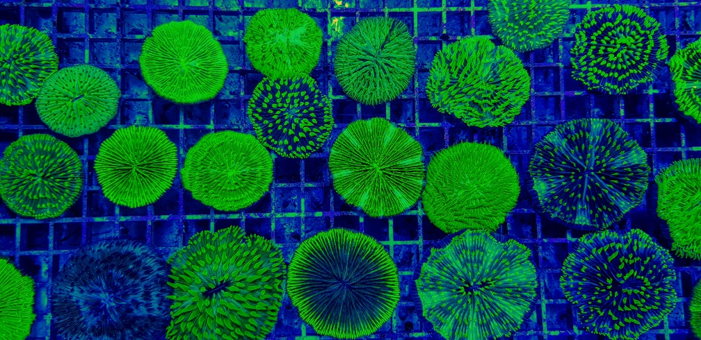 Cycloseris spp. (Green) | M