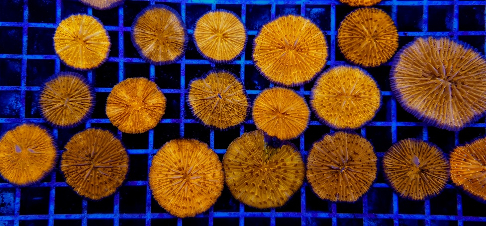 Cycloseris spp. (Orange) | L